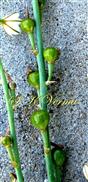 Young fruits-Articulated pedicel